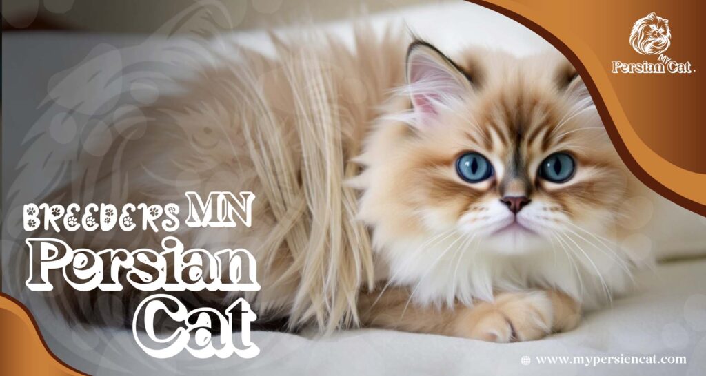 Persian Cat Breeders MN – Love at First Sight