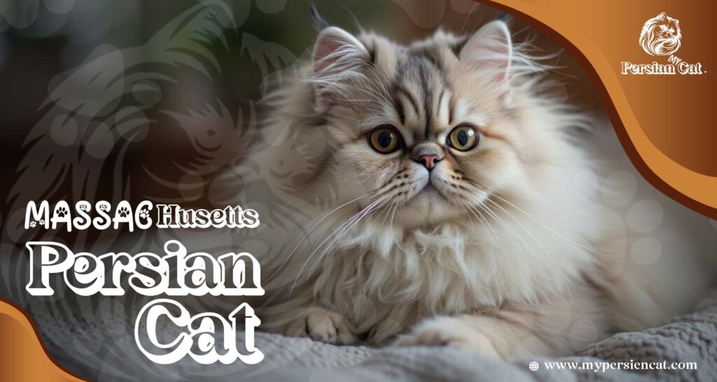Persian Cat Massachusetts – Irresistibly Beautiful Pets