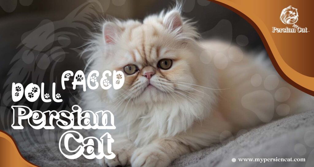 Doll Faced Persian Cat: Hidden Love Secrets