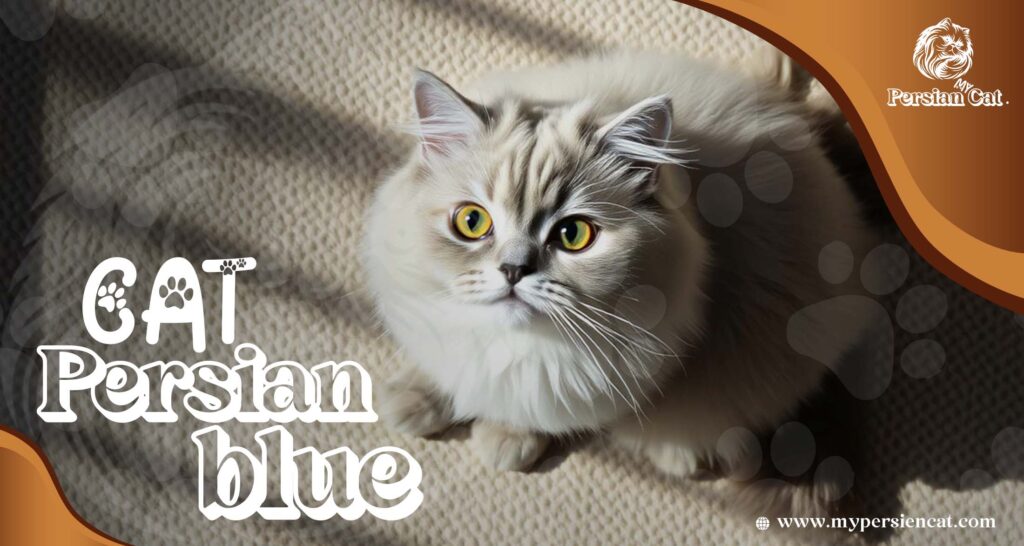 Cat Persian Blue: Amazing The Ultimate Heart Treasure