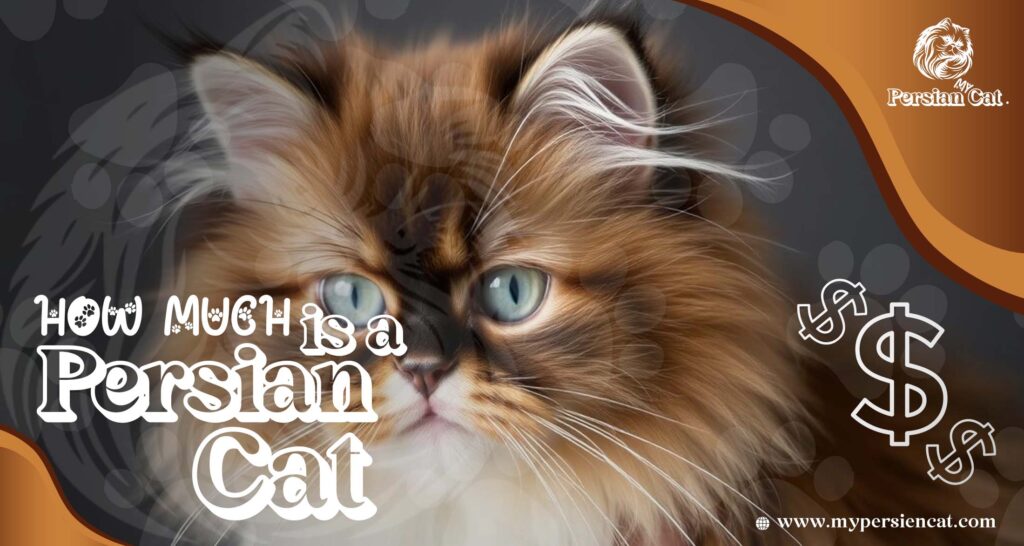 How Much Is a Persian Cat? Remarkably Affordable