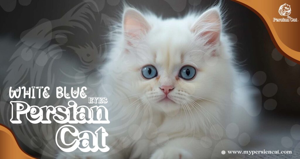 Persian Cat White Blue Eyes: Stunning You’ll Love