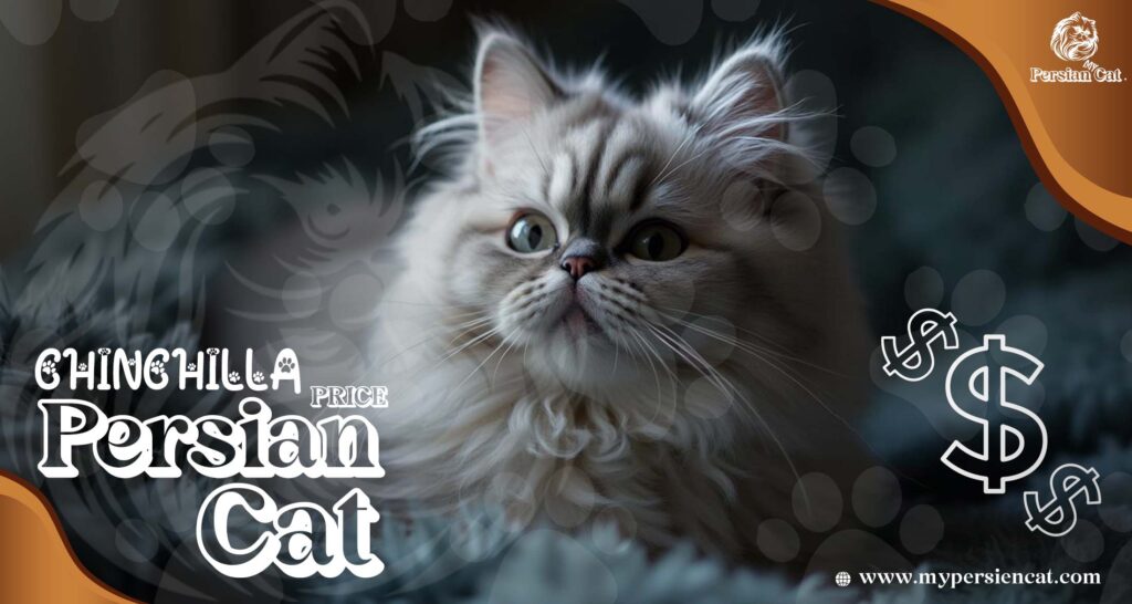 Chinchilla Persian Cat Price: The Remarkable Truth