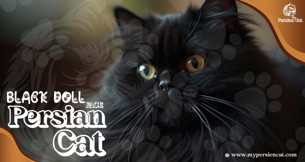 Black Doll Face Persian Cat: Irresistibly Beautiful!
