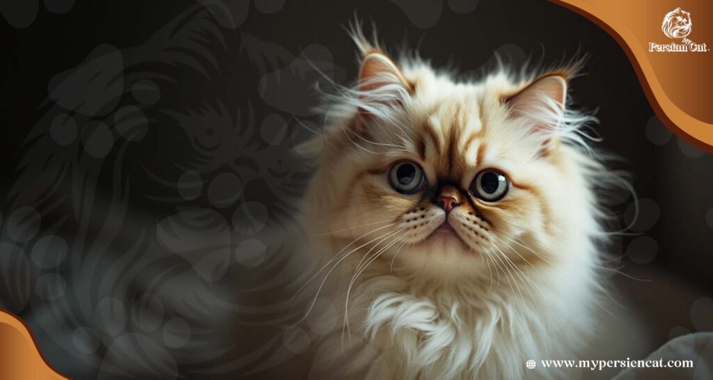 Persian Cat Smushed Face: Hidden Love Guide
