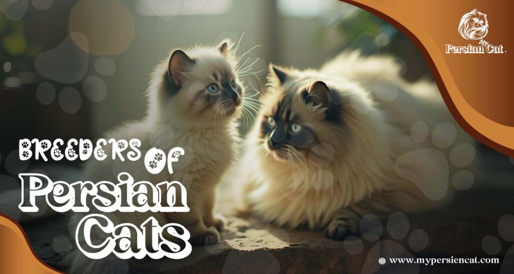 Breeders of Persian Cats: Unique You Must See
