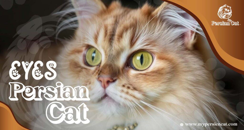 Persian Cat Eyes: Expert Advice That Will Thrill You