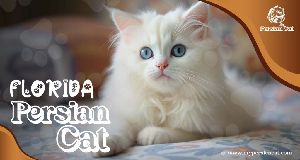 Persian Cat Florida Exclusive Jaw-Dropping Offer Now