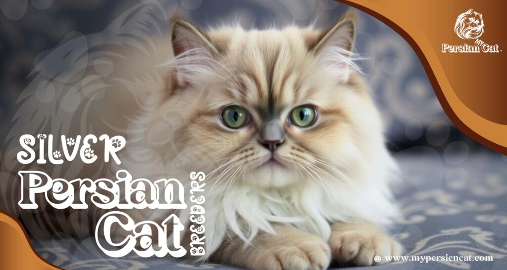 Silver Persian Cat Breeders You Need to See