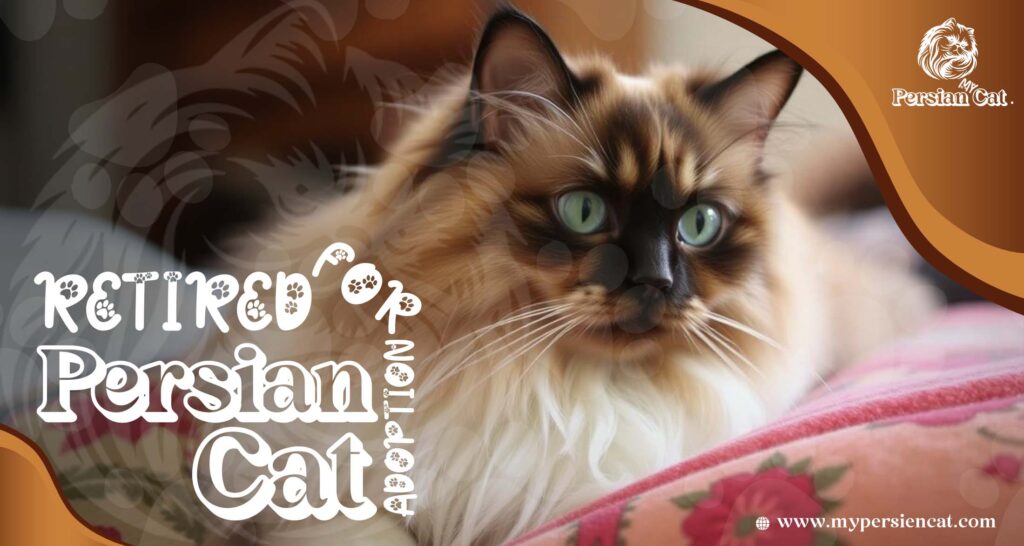 Retired Persian Cats for Adoption: Grab This Rare Gift
