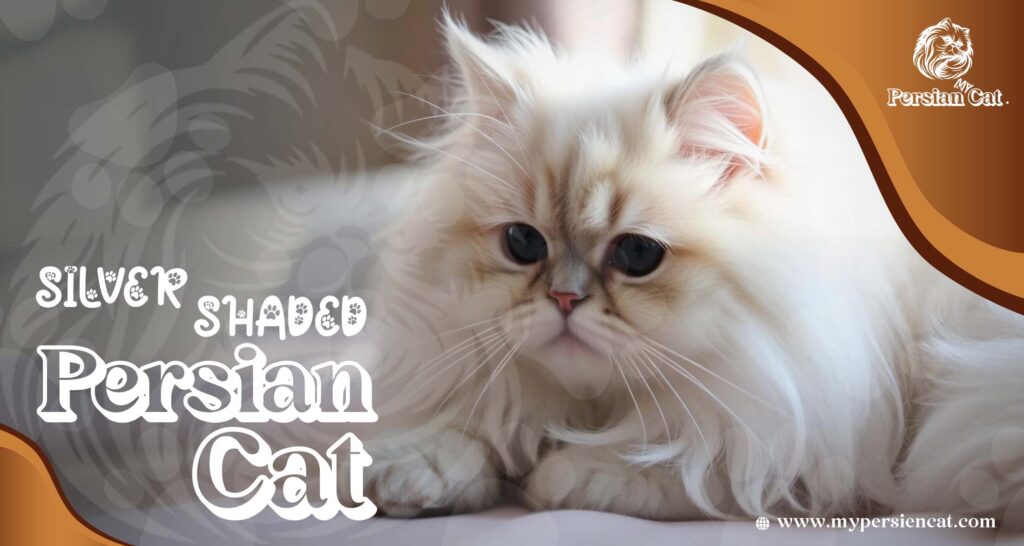 Silver Shaded Persian Cat: A Stunning Miracle