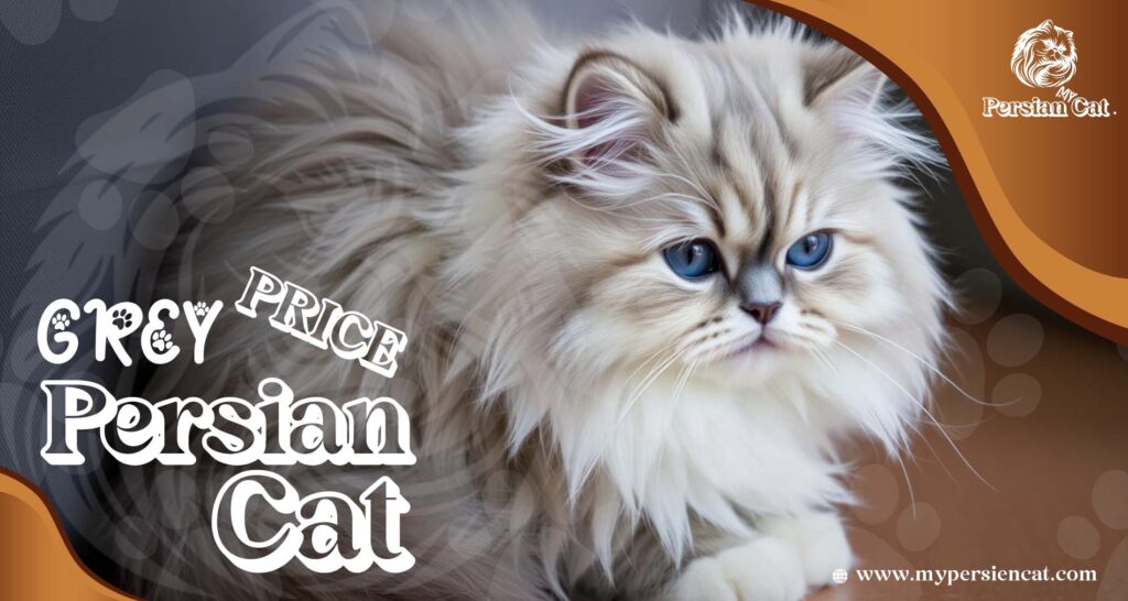 Grey Persian Cat Price Revealed In Unique Offer