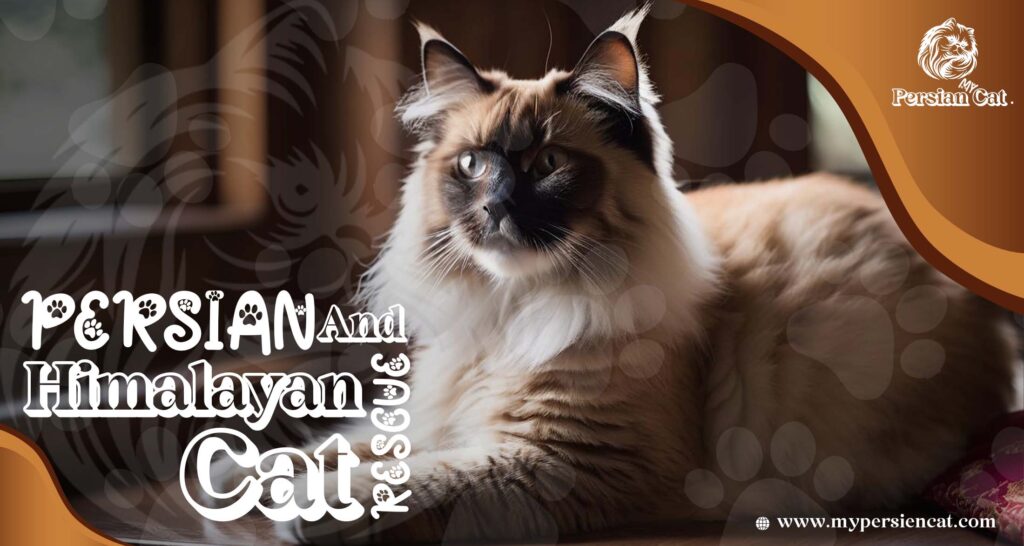 Persian and Himalayan Cat Rescue: Feel the Love