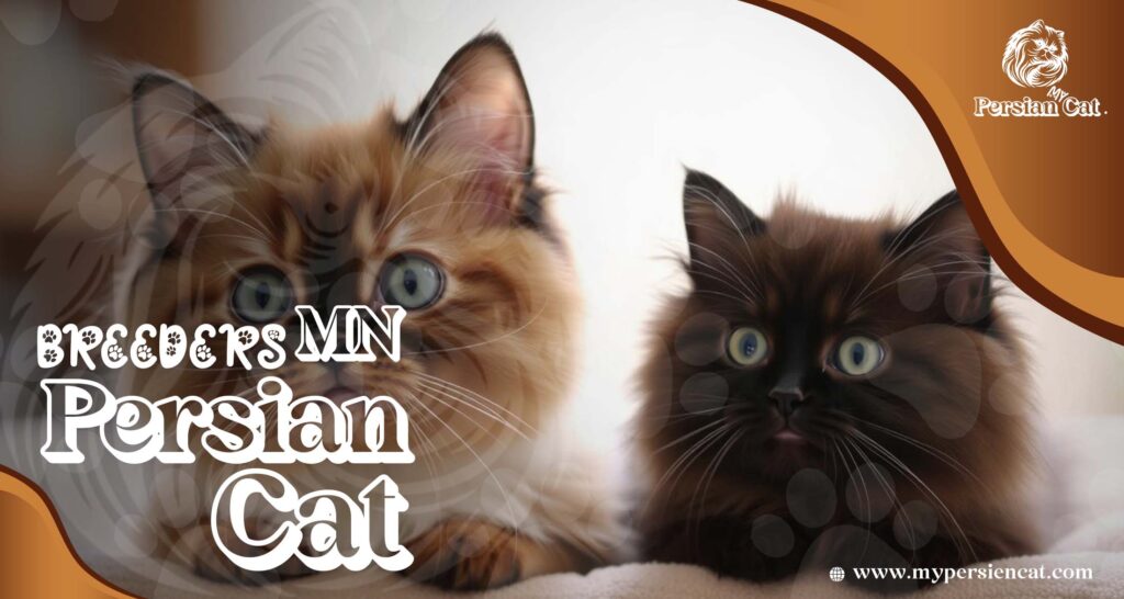 Persian Cat Breeders MN – Love at First Sight