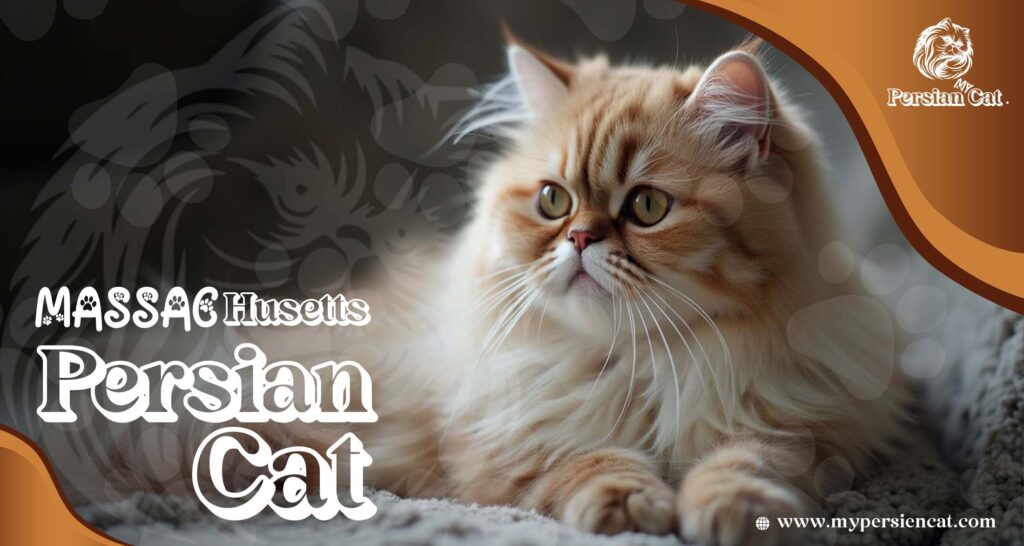 Persian Cat Massachusetts – Irresistibly Beautiful Pets