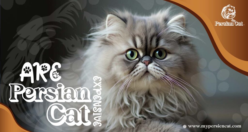 Are Persian Cats Expensive or Worth the Love?