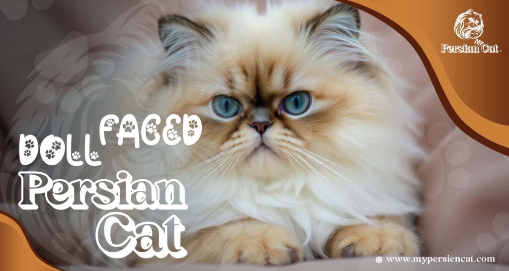 Doll Faced Persian Cat: Hidden Love Secrets