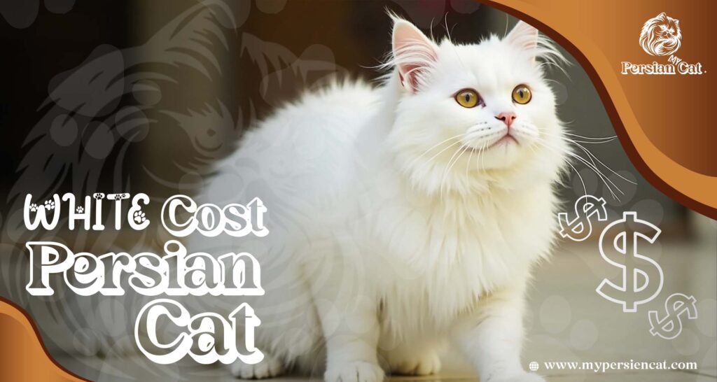 White Persian Cat Cost – Irresistibly Affordable Guide