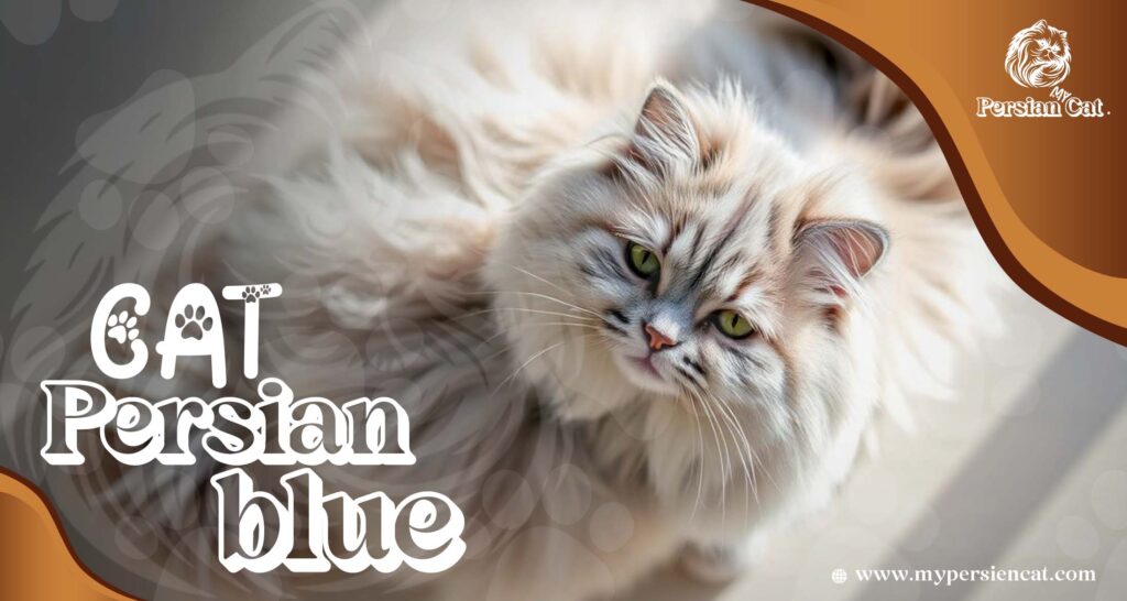Cat Persian Blue: Amazing The Ultimate Heart Treasure