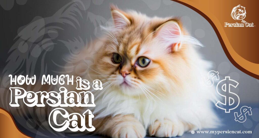 How Much Is a Persian Cat? Remarkably Affordable