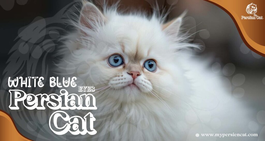 Persian Cat White Blue Eyes: Stunning You’ll Love