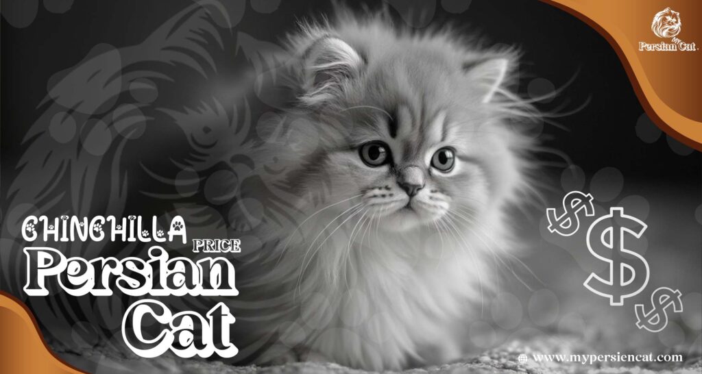 Chinchilla Persian Cat Price: The Remarkable Truth