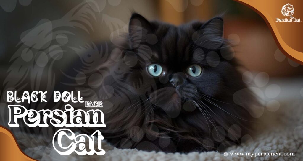 Black Doll Face Persian Cat: Irresistibly Beautiful!
