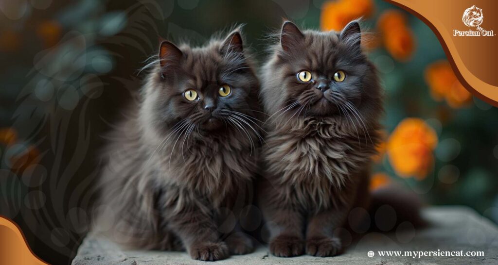 Black and Brown Persian Cats: The Truth About
