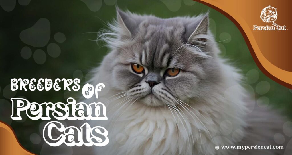 Breeders of Persian Cats: Unique You Must See