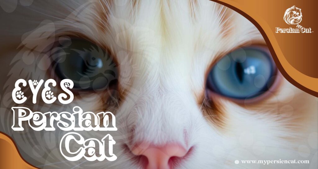 Persian Cat Eyes: Expert Advice That Will Thrill You