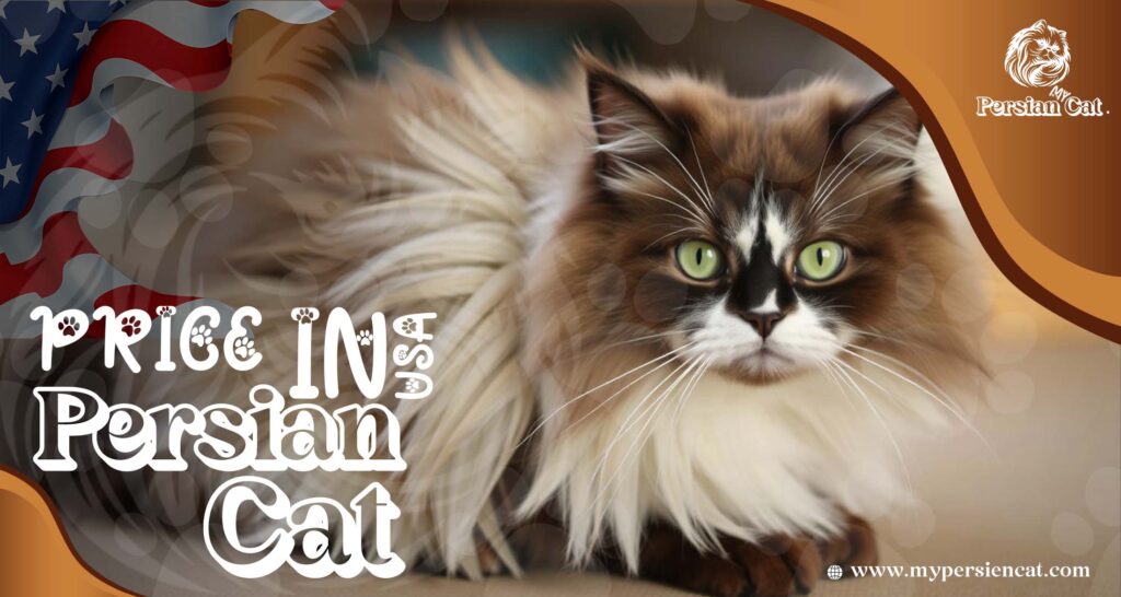Persian Cat Price in USA: Surprising Facts You Need