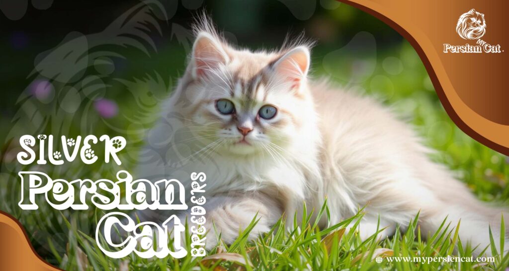 Silver Persian Cat Breeders You Need to See