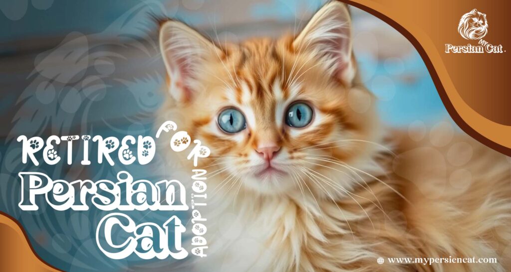 Retired Persian Cats for Adoption: Grab This Rare Gift