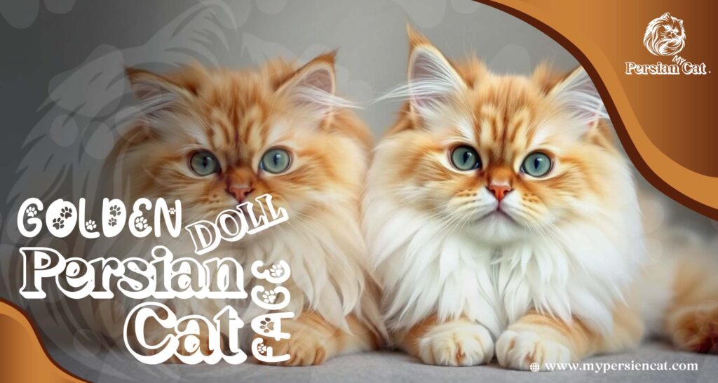 Golden Doll Face Persian Cat: Irresistibly Beautiful & Unique