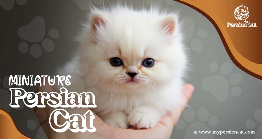 Miniature Persian Cat: Stunning Facts Revealed Now