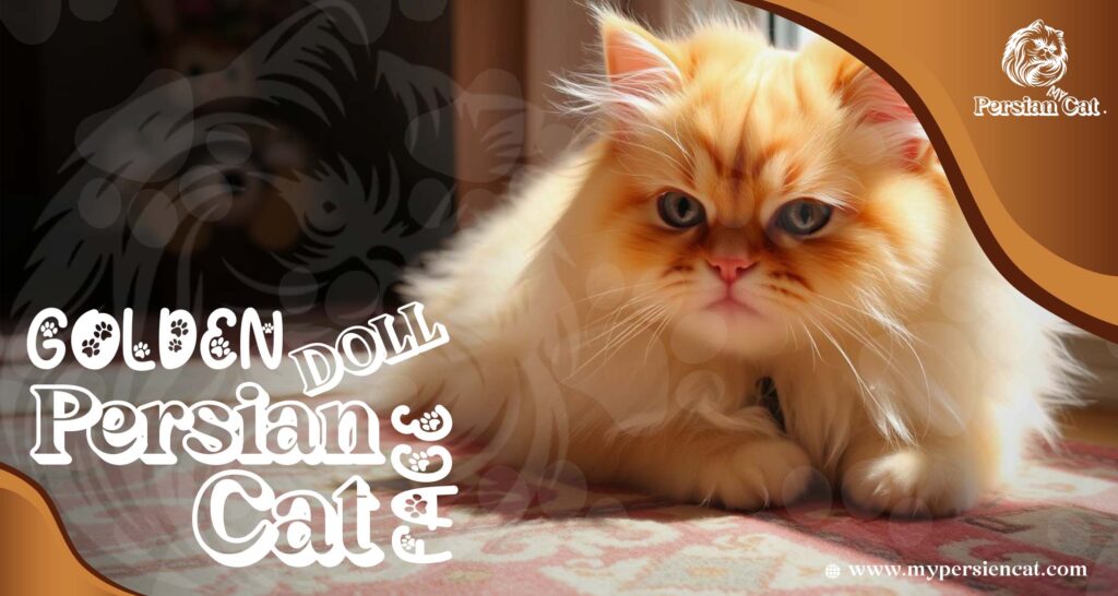 Golden Doll Face Persian Cat: Irresistibly Beautiful & Unique