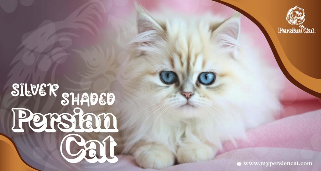Silver Shaded Persian Cat: A Stunning Miracle