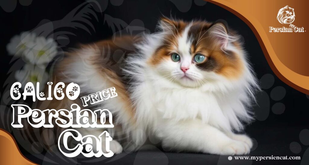 Calico Persian Cat Price: Eye-Opening Surprise Here