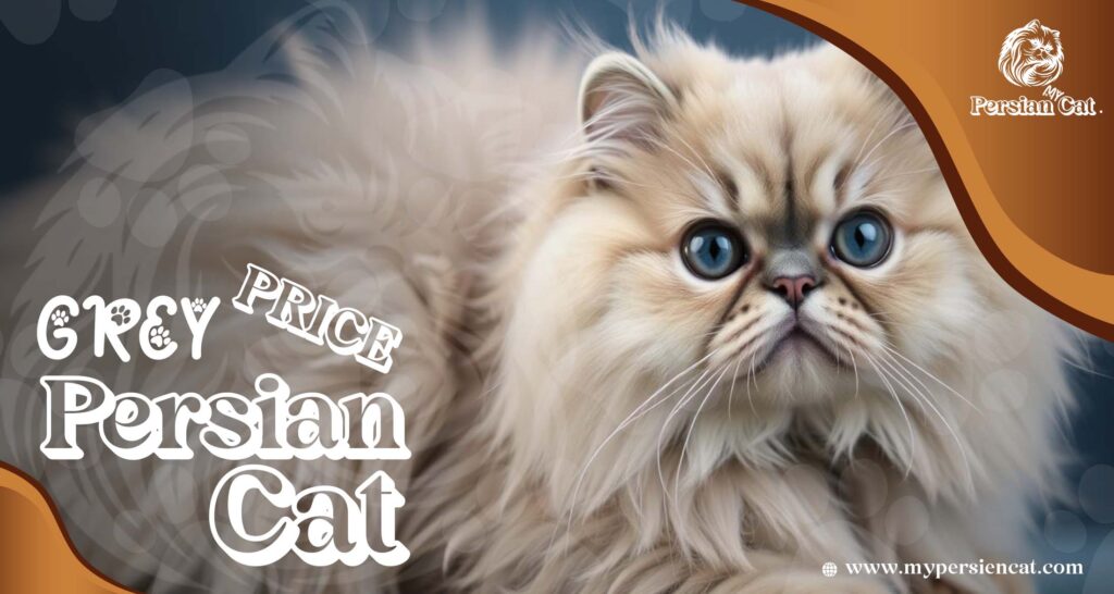 Grey Persian Cat Price Revealed In Unique Offer