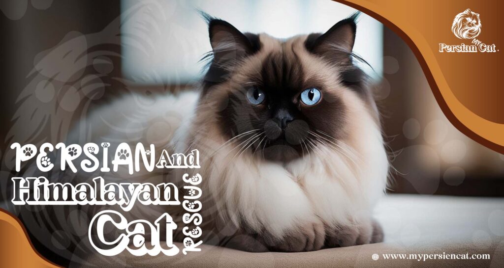 Persian and Himalayan Cat Rescue: Feel the Love