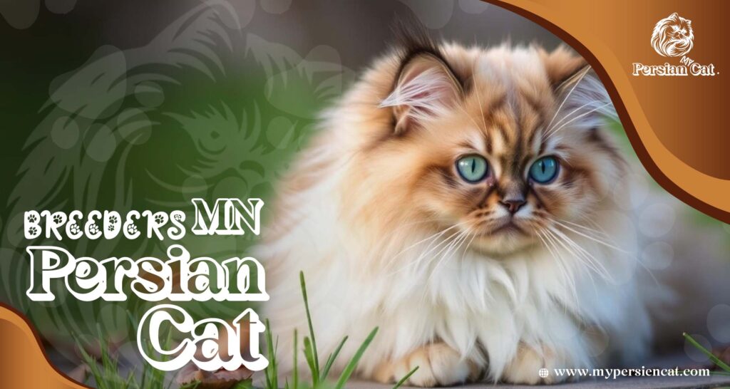 Persian Cat Breeders MN – Love at First Sight