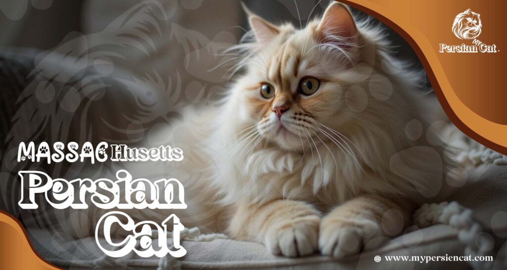 Persian Cat Massachusetts – Irresistibly Beautiful Pets