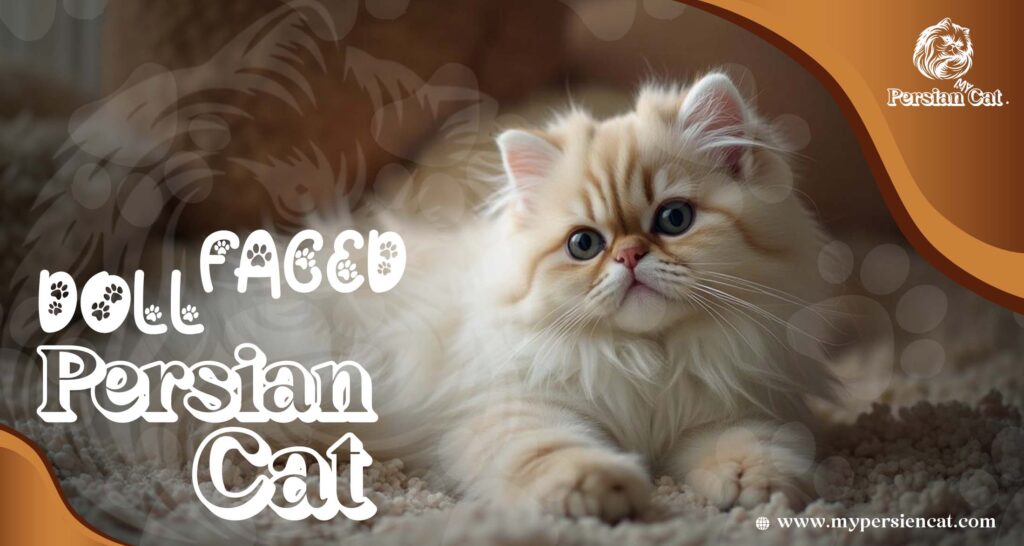 Doll Faced Persian Cat: Hidden Love Secrets