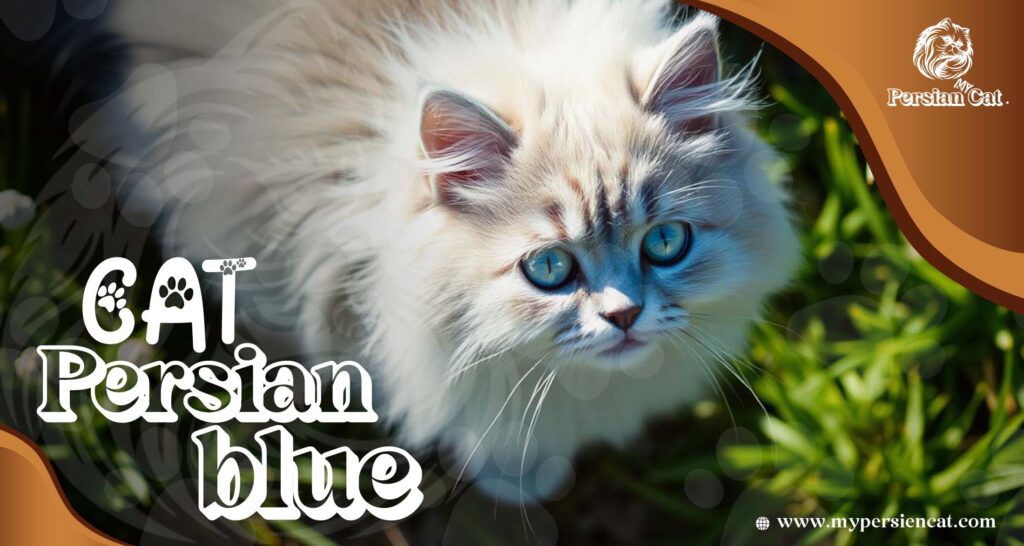 Cat Persian Blue: Amazing The Ultimate Heart Treasure