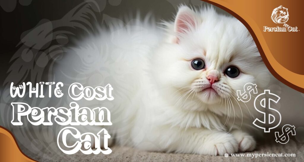 White Persian Cat Cost – Irresistibly Affordable Guide