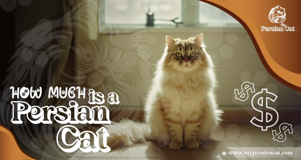 How Much Is a Persian Cat? Remarkably Affordable