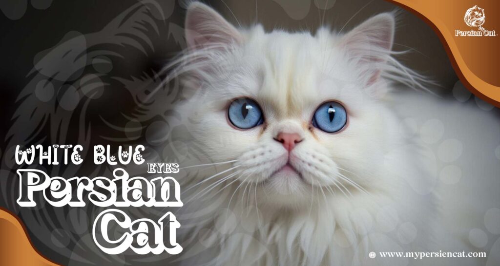 Persian Cat White Blue Eyes: Stunning You’ll Love