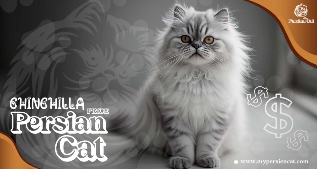 Chinchilla Persian Cat Price: The Remarkable Truth