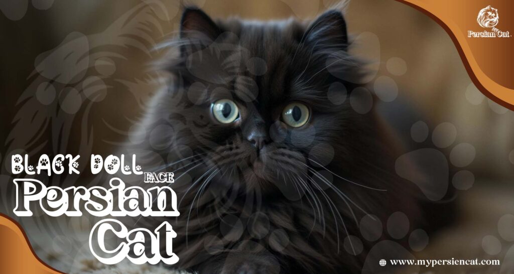 Black Doll Face Persian Cat: Irresistibly Beautiful!
