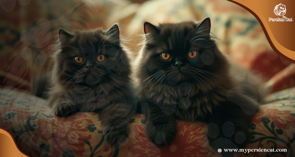 Black and Brown Persian Cats: The Truth About
